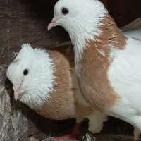 ۳۰تا کفتر  گلچین شده همه توان پس داده هستن