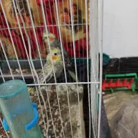 یک جفت عروس هلندی