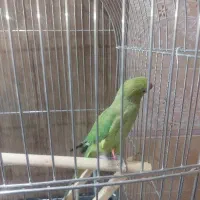 پرنده ملنگو۱ساله نر