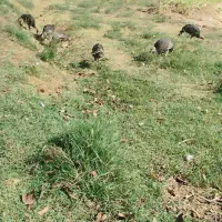 بوقلمون غاز اردک