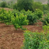 فروش زمین کشاورزی|فروش زمین و ملک کلنگی|موچش, |دیوار