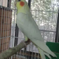 عروس هلندی نر و ماده دستی و نیمه دستی بالغ|پرنده|لار, |دیوار