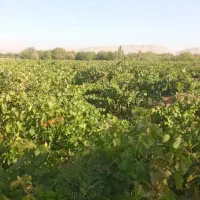 ۳هکتار زمین|فروش زمین و ملک کلنگی|باروق, |دیوار