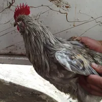 خروس گلین|پرنده|مشهد, رباط طرق|دیوار