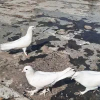 کبوتر|پرنده|فولادشهر, مسکن مهر فولادشهر|دیوار