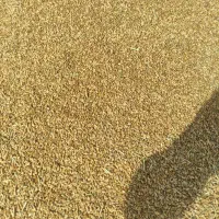 فروش گندم آبی