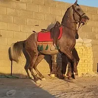 اسب کرد نریان نیله