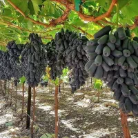 نهال اصل انگور موندراپ و دیگر ارقام خارجی|خدمات باغبانی و درختکاری|اصفهان, ارغوانیه|دیوار