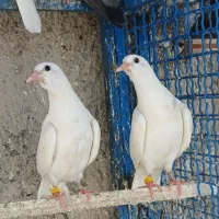 کبوتر انگلیسی رستاخیز تهرانی