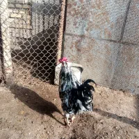 مرغ وخروس|حیوانات مزرعه|مسجد سلیمان, |دیوار