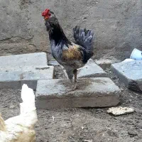 خروس گلین طوسی