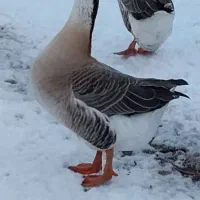 قو غاز آفریقای