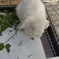 خرگوش نر لوپ تقریبا یک سال و نیم واگذار میشود