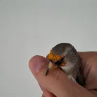 فروش سهره