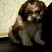 واگذاری سگ شیتزو پودل