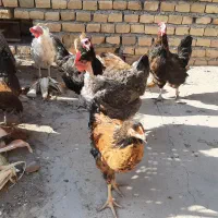 مرغ محلی|حیوانات مزرعه|سبزوار, امیر کبیر|دیوار