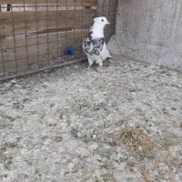 طوقی دمسفید|پرنده|رفسنجان, |دیوار