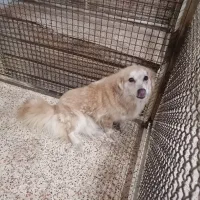 سگ اشپیتز ماده شیتزو واگذاری رایگان|سگ|کرج, کوی زنبق|دیوار