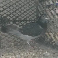 پلاکی مسافتی