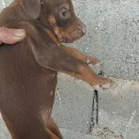 توله سگ دوبرمن( پینچر)|سگ|کاشان, شهرک فرهنگیان|دیوار