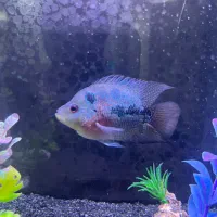 ماهی فلاور سلامت کامل