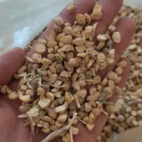 فروش 150کیلو ضایعات نخود
