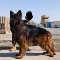 شرکت ثبتی سگهای ناجی البرز متخصص در گارد نگهبان