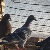 کفتر|پرنده|تربت‌حیدریه, پائین ولایت|دیوار