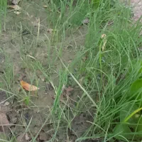 تخم (بوته )پیاز قرمز|گل و گیاه طبیعی|شوشتر, |دیوار