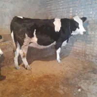 فروش یک رس نوبرآبستن|حیوانات مزرعه|خنداب, |دیوار