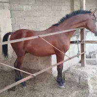 اسب نریون یکسر