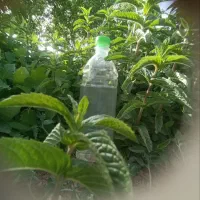 عرق نعنا و عرق پونه درجه یک