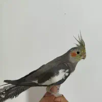 عروس هلندی دو عدد نر سخنگو و یک عدد ماده و قفس|پرنده|ساوه, |دیوار