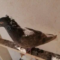 دمه سیاه و سینه زرد|پرنده|یزد, |دیوار