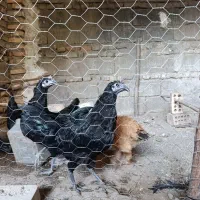 خروس ایام سمانی