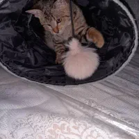 واگذاری گربه