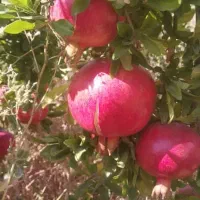 فروش-باغ-اناری