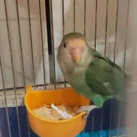 طوطی برزیلی