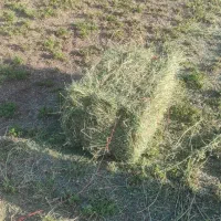 یونجه|حیوانات مزرعه|خرم‌آباد, |دیوار