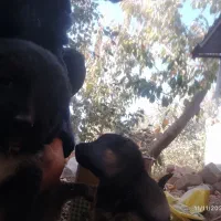 واگذاری ژرمن شپرد شولاین|سگ|نیشابور, مازول|دیوار