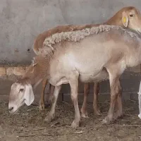 ۲راس‌میش‌قوندوزی‌۳۶بره‌هاکیلوهمه‌نرمیشهاجوان‌ابست|حیوانات مزرعه|تربت جام, میان جام|دیوار
