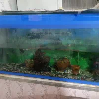 آکواریوم ماهی