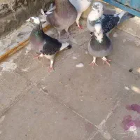 کفتر شهرستان مشهد|پرنده|قم, هفت تیر|دیوار