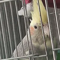 عروس هلندی نر|پرنده|قم, شهر قائم|دیوار