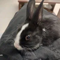 خرگوش با غذا