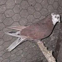 کبوتر با کفتر نر پرشی