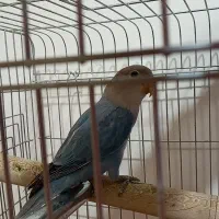 طوطی برزیلی ۲ ماهه|پرنده|محمدشهر, شهرک پیام (مهرالبرز)|دیوار