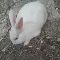 خرگوش لپی|موش و خرگوش|رامهرمز, |دیوار