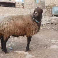به فروش می‌رسد|حیوانات مزرعه|زاگرس, |دیوار