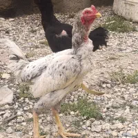 مرغ و خروس لاری